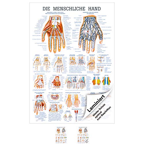 Rüdiger Die Hand Lehrtafel Anatomie 100x70 cm medizinische Lehrmittel