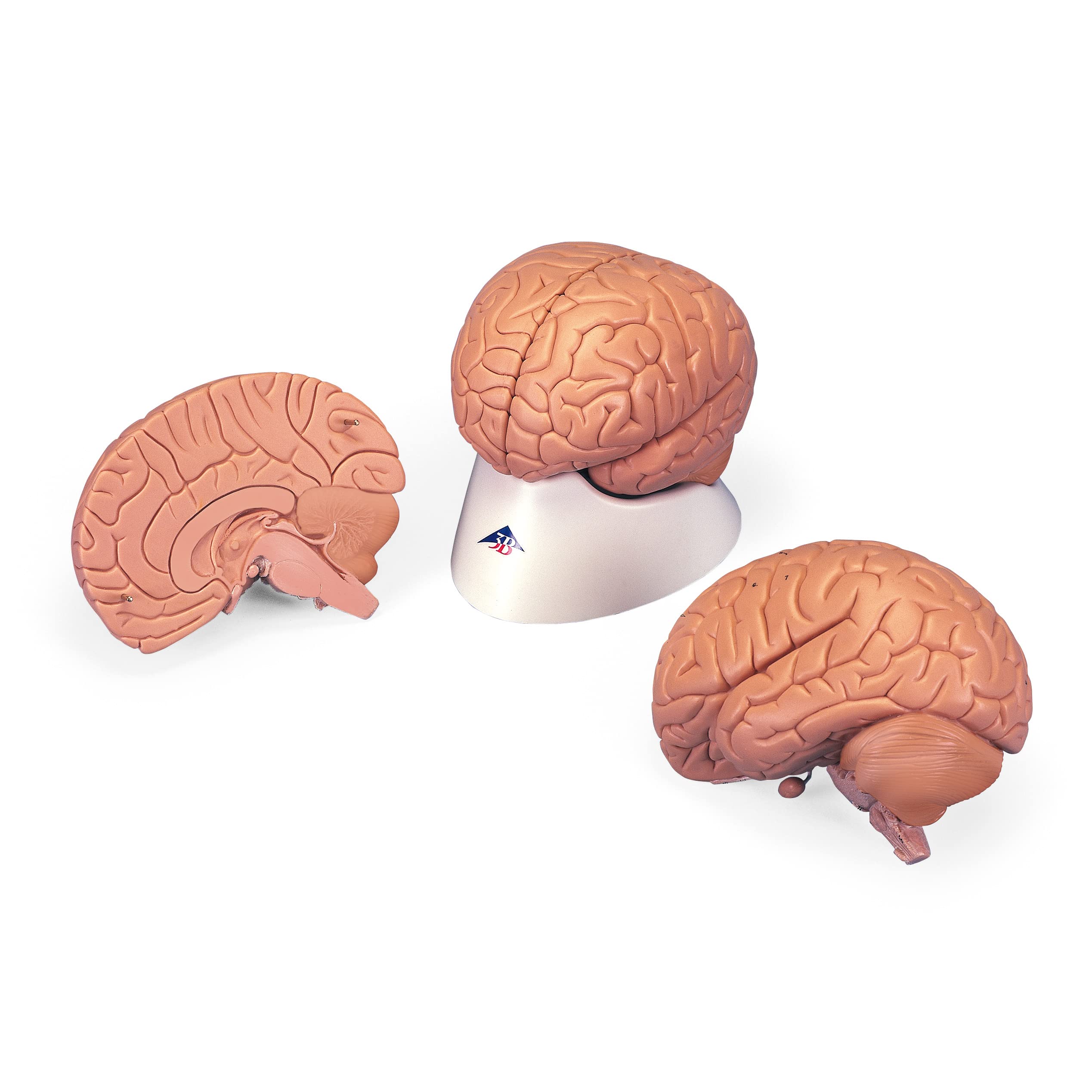 3B Scientific C15/1 Einführungsmodell des Gehirns, 2 Teile + kostenlose Anatomie App - 3B Smart Anatomy