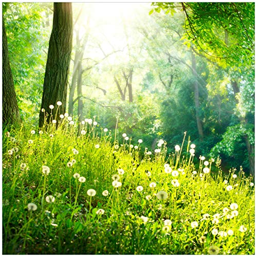 Wallario Glasbild Pusteblumen im Wald mit einfallenden Sonnenstrahlen - 50 x 50 cm Wandbilder Glas in Premium-Qualität: Brillante Farben, freischwebende Optik