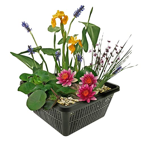 S VD VELDE WATERPLANTEN Mini Teichpflanzen Set - Multi - 1 rote Seerose, 1 Sauerstoffpflanze und 2 Wasserpflanzen inklusive Teichkorb.