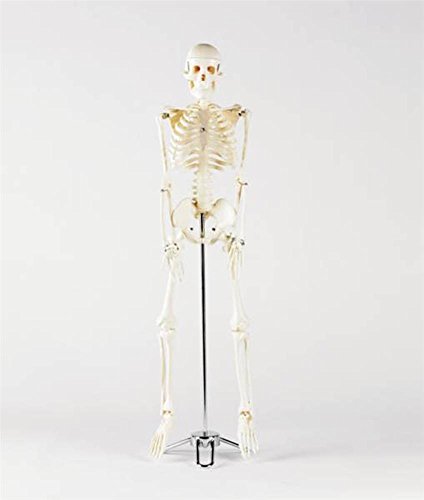 Patterson Skelett Miniatur