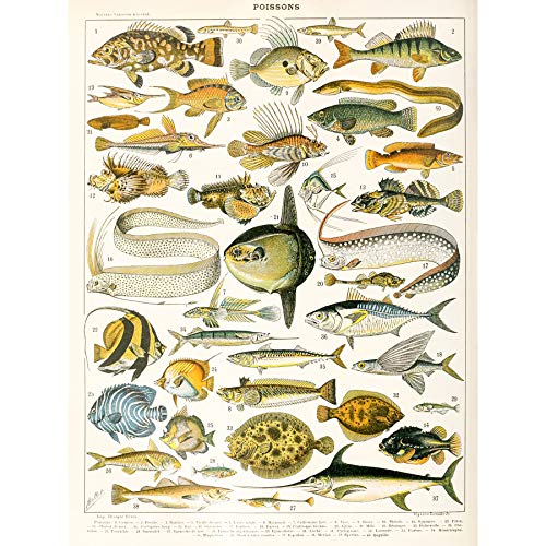 Millot Encyclopedia Page Variety Sea Fish Large Wall Art Poster Print Thick Paper 18X24 Inch Seite FISCH Wand Poster drucken