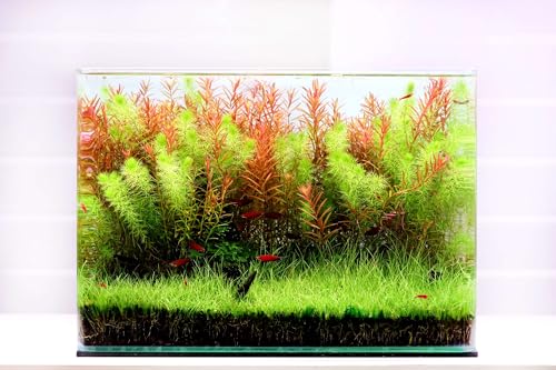 Curved Garden Tank Big | Kleines Aquarium aus Glas | Nano Glasbecken mit abgerundeten Ecken| Premium Aquascaping Aquarien | 38 Liter - 45x28x30cm