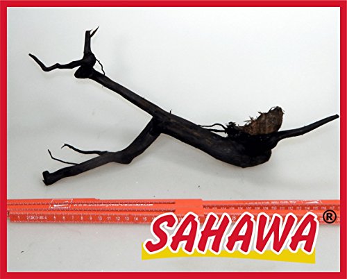 SAHAWA® Moorwurzel Größe 6 50-60 cm, Moorkienwurzel,rote Moorwurzel, Moorkienholz, Garnelenbaum