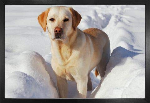 1art1 Hunde Poster und MDF-Rahmen - Labrador Im Schnee (91 x 61cm)