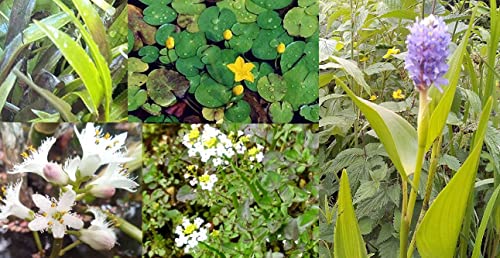 15 blühende und insektenliebende/insektenfreundliche Teichpflanzen, toller Mix auch mit Schwimmpflanzen Hechtkraut, Fierbermklee, Seekanne, Krebsschere Teichpflanzen winterhart