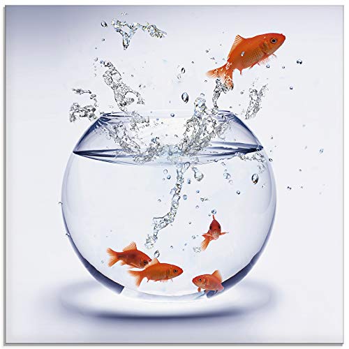 Artland Qualitätsbilder I Glasbilder Deko Glas Bilder 50 x 50 cm Tiere Wassertiere Fisch Foto Weiß A6MF Goldfischaquarium