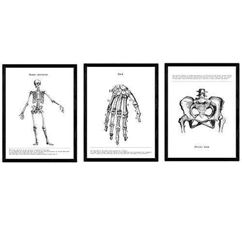 Nacnic 3er-Set Anatomie Poster in Schwarz und Weiß mit Bildern des menschlichen Körpers, Biologie-Poster mit Skelett, Hand und Pelvis, Größe A4, mit Rahmen