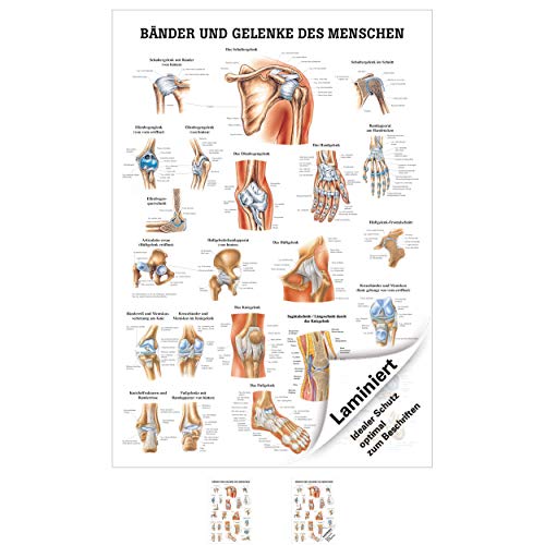 Bänder und Gelenke Lehrtafel Anatomie 100x70 cm medizinische Lehrmittel