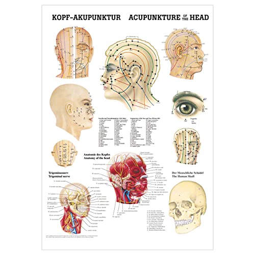 Kopf-Akupunktur Poster Anatomie 70x50 cm medizinische Lehrmittel