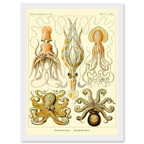 Nature Ernst Haeckel Octopus Biology Sea Underwater Artwork Framed A3 Wall Art Print Natur Biologie Mauer