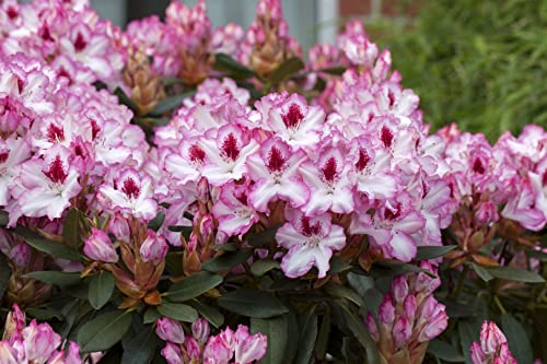 Rhododendron Hybr.'Hachmann's Charmant'-R- C 7,5 40-50 Rhododendron-Hybride 'Hachmann's Charmant'(s),winterhart, deutsche Baumschulqualität, im Topf für optimales anwachsen
