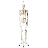 3B Scientific Menschliche Anatomie Skelett Max - mit Muskeldarstellung - Lebensgroß, mit Anatomiesoftware - A11 als Lernmodell oder Lehrmittel - 3B Smart Anatomy, Hängestativ, A11/1