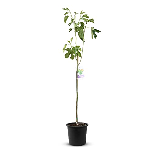 Tropictrees Feigenbaum mit einer Höhe von 150 cm und einem Stammumfang von 4-6 cm | Feigen zur Saftherstellung und als Zutat für schmackhafte Gerichte | Feigenbaum winterhart mit essbaren Früchten