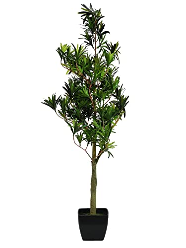 EUROPALMS 82511520 Podocarpus, 90 cm