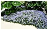 10 x Isotoma fluviatilis (Winterhart/Staude/Bodendecker/Mehrjährig/Stauden) Blauer Bubikopf/Gaudich - Dauerblüher - Tolle Blütenpracht den ganzen Sommer und Herbst - Bienenfreundlich - Rasenersatz