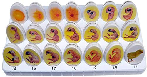 LBYLYH Medizinische Anatomische Küken Embry Modell - Hühnerembryo Wachstumsmodell - Ei Schlüpfen Entwicklungsprozess Lehrmodell - für das Studium Teaching Medical Modell