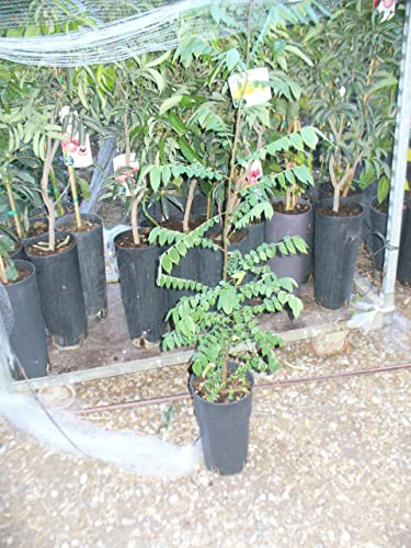 Sternfruchtbaum, (Averrhoa carambola), Karambole, Karambola oder Carambola / ein junger Baum
