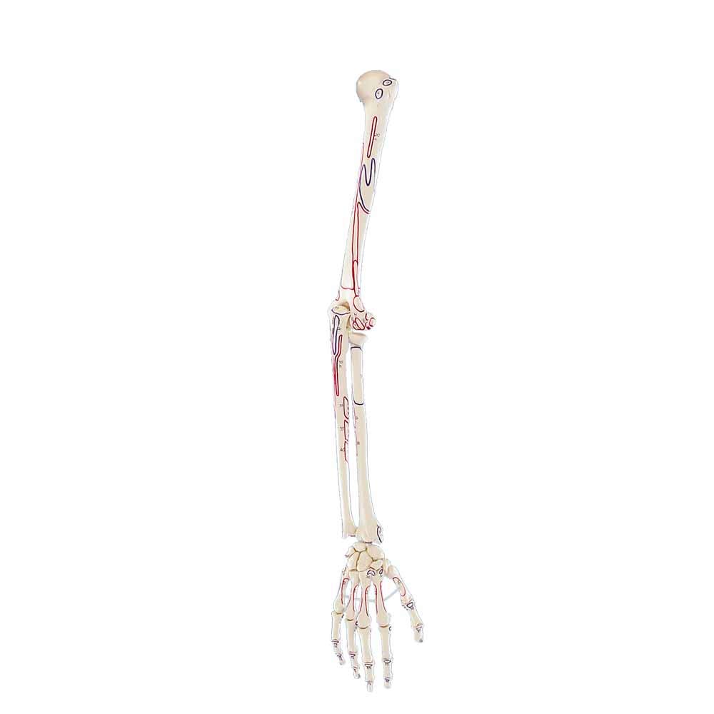 Erler Zimmer menschliches Armskelett, mit Hand, Anatomie Modell mit Muskelmarkierung