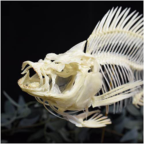Tilapia Skelett Modell Tier Zahn Fisch Schädel Fossil Fisch Knochen Exemplar Lehrwerkzeug Home Ornament Fotografie Requisiten