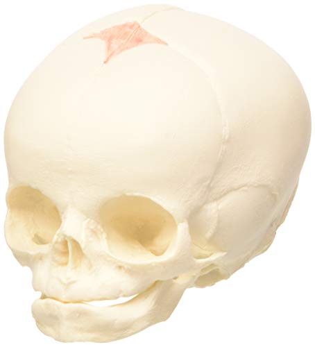 3B Scientific menschliche Anatomie - Fetus-Schädelmodell - 3B Smart Anatomy