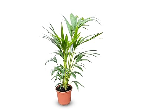 Tropictrees - Kentia Palme - 100/120cm - Howea Forsteriana - Zimmerpflanze - Luftreinigend - Immergrün - Blickfang - Zierpflanze - Pflegeleicht - Schneller Versand