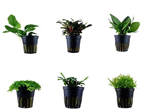 Tropica Vordergrund Set mit 6 Topf Pflanzen Aquariumpflanzenset Nr.31 Wasserpflanzen Aquarium Aquariumpflanzen