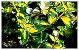 10 x Euonymus fortunei 'Sunspot' (Bodendecker/Gehölz/Winterhart/Mehrjährig/Immergrün/Heckenpflanze) Goldgelber Spindelstrauch - sehr pflegeleicht - Tolle Blattfärbung - von Stauden Gänge