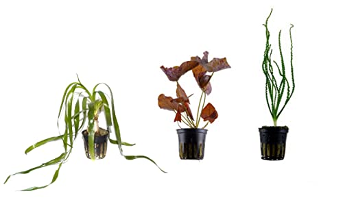Tropica Exclusives Set mit 3 Topf Pflanzen Aquariumpflanzenset Nr.40 Wasserpflanzen Aquarium Aquariumpflanzen