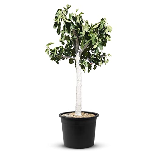 Ficus Carica - Feigenbaum - 170cm - stammumfang 22/24cm - winterhart - feige