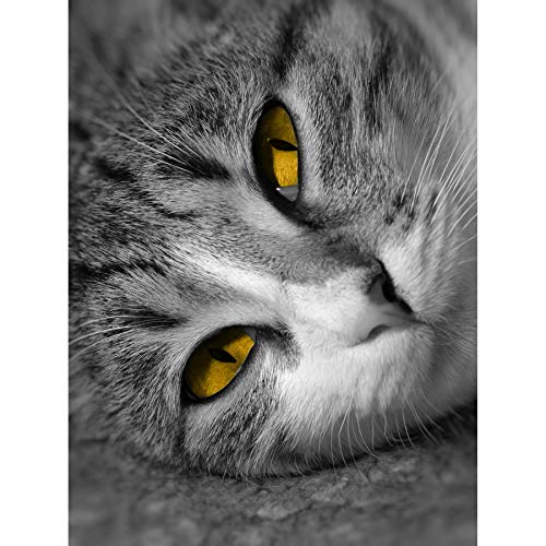Wee Blue Coo Kunstdruck auf Leinwand, Motiv Katze mit schwarz-weiß-gelben Augen, Foto-Kunst, Bild