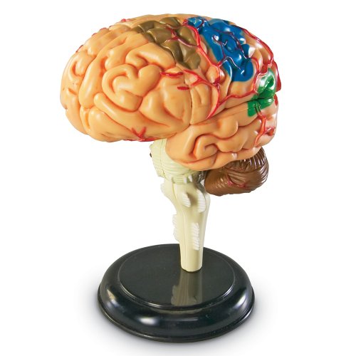 Learning Resources LER3335 Anatomiemodell des menschlichen Gehirns
