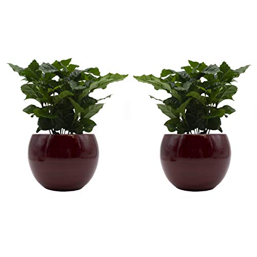Kaffee-Pflanzen-Duo mit handgefertigtem Keramik-Blumentopf "Cresto Rot" - 2 Pflanzen und 2 Dekotöpfe