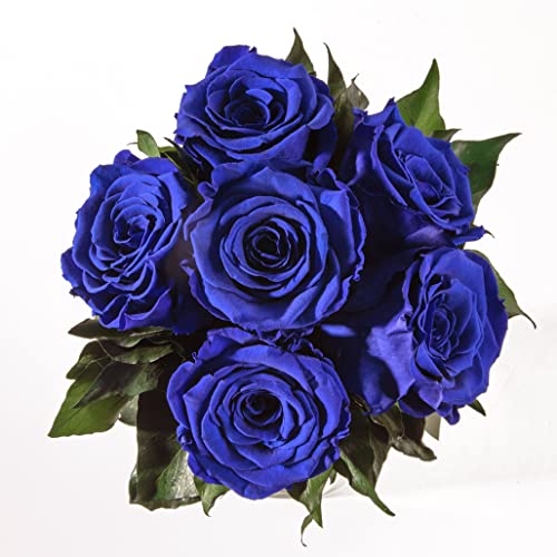 ROSEMARIE SCHULZ Heidelberg Infinity Blumenstrauß echte konservierte Rosen Lange haltbar bis zu 3 Jahre (6 Rosen, Blau)