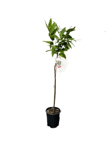 Tropictrees - Castanea Sativa - Kastanienbaum 140/150 cm - Winterhart - Esskastanie - Nussfrucht - Edelkastanie - Maronen - Obstbaum - Laubbaum - Essbare Kastanien - Nussfrüchte