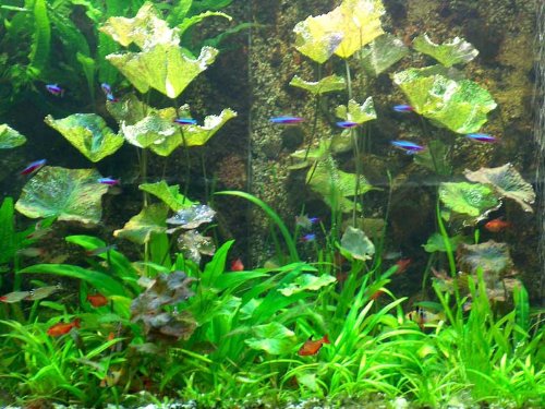 XL Südamerika Wasserpflanzen Set für 400l Aquarium, Aquariumpflanzen