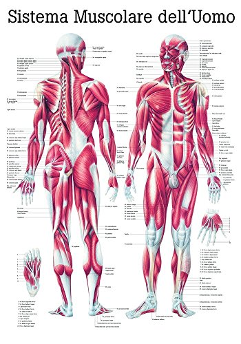 Ruediger Anatomie IT04 Sistema Muscolare Dell' Uomo Tafel, italienisch, 70 cm x 100 cm, Papier