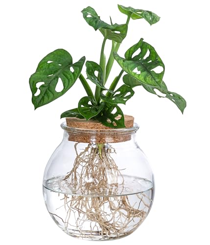 Dehner Waterplant Fensterblatt, Monstera adansonii, Wasserpflanze im Kugelglas, Ø 12 cm, Höhe 25 cm, Zimmerpflanze