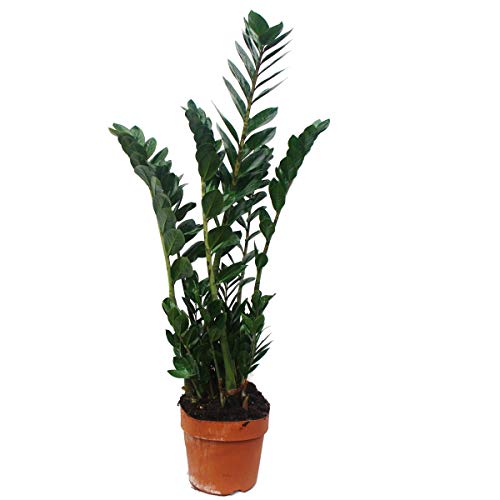 Exotenherz - Zamioculcas zamiifolia, Glücksfeder 17cm Topf