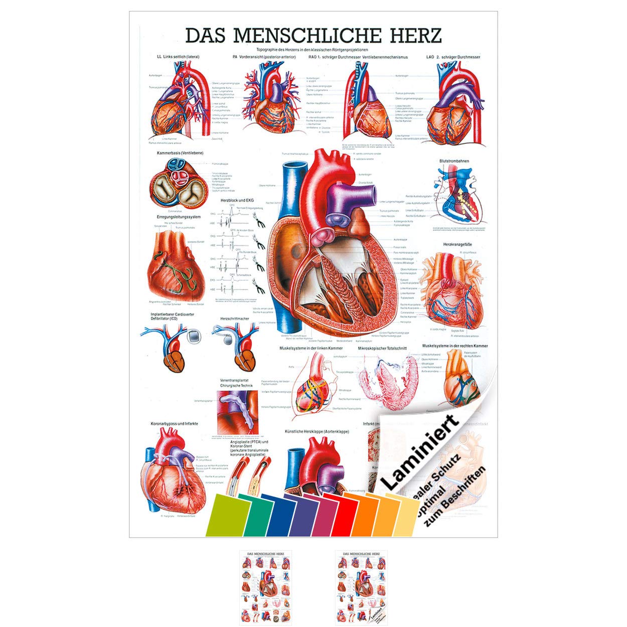 Rüdiger Das Herz Lehrtafel Anatomie 100x70 cm medizinische Lehrmittel