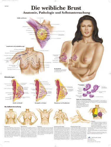 3B Scientific Lehrtafel laminiert - Die weibliche Brust - Anatomie, Pathologie und Selbstuntersuchung