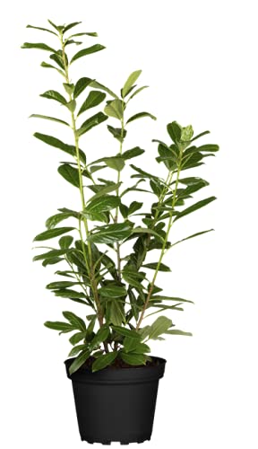 Kirschlorbeer Heckenpflanzen immergrün Sichtschutz Prunus lauroc.'Novita' im Topf gewachsen 60-80cm (10 Stück)