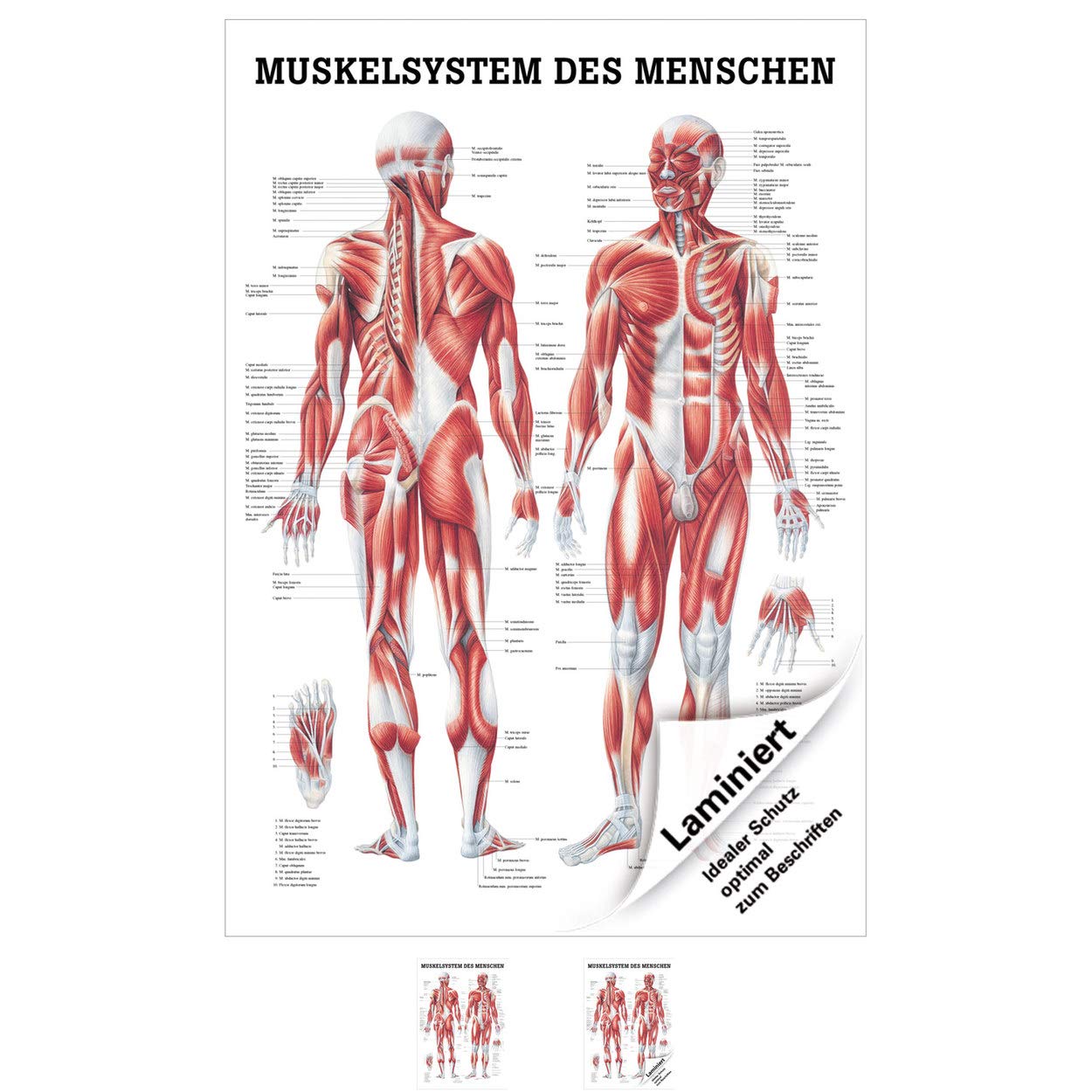 Lehrtafel "Menschliches Muskelsystem", LxB 100x70 cm