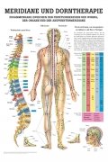 Meridiane & Dorntherapie: Zusammenhang zwischen den Funktionskreisen der Wirbel, der Organe und der Akupunkturmeridiane
