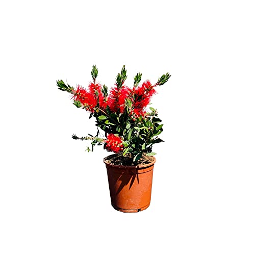 Tropictrees - Callistemon Citrinus - 60-80 cm - Bottelbrush - Putzer - Zylinderputser- Farbe Rot