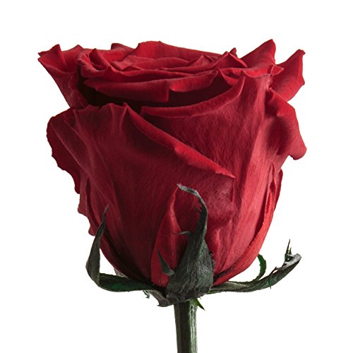 Infinity Rose einzeln mit Stiel lang haltbar 3 Jahre konservierte Rose die eine Ewigkeit blüht für Hochzeitstag - haltbare Rose Rot (Rot)