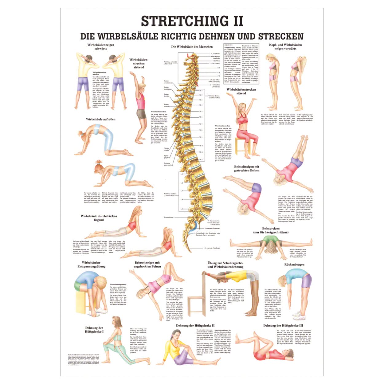Sport-Tec Stretching II Lehrtafel Anatomie 100x70 cm medizinische Lehrmittel