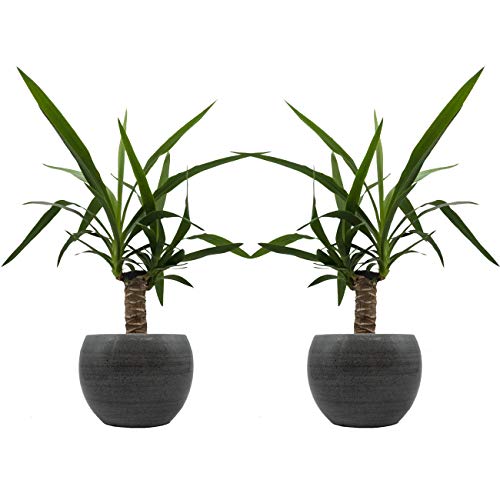 Yucca-Palmen-Duo mit handgefertigtem Keramik-Blumentopf "Cresto Eisblau" - 2 Pflanzen und 2 Dekotöpfe