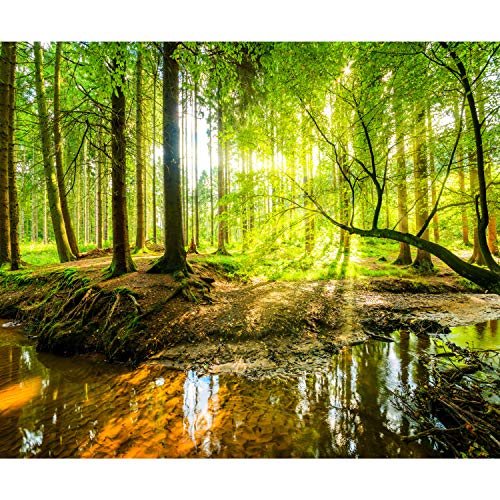 decomonkey Fototapete Wald 350x256 cm XXL Tapete Wandbild Bild Fototapeten Tapeten Wandtapete Wandtapeten Natur Landschaft Baum