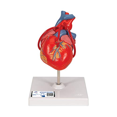 3B Scientific Menschliche Anatomie - Klassik-Herz mit Bypass, 2-teilig